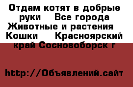 Отдам котят в добрые руки. - Все города Животные и растения » Кошки   . Красноярский край,Сосновоборск г.